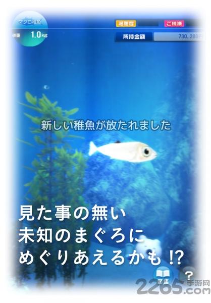 金枪鱼养殖手机游戏下载,金枪鱼养殖,养成游戏,模拟游戏